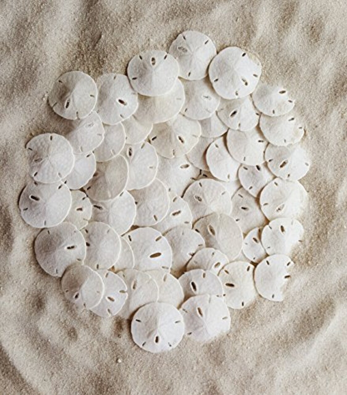 50 Pack Small Natural White Sand Dollars - Wedding - Sea Shell Craft 1 1/4" to 1 1/2" - Hand Picked and Professionally Packed